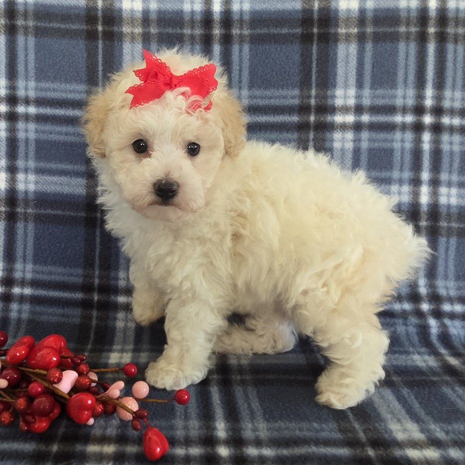 Super Sweet Miniature Poodle Puppy
