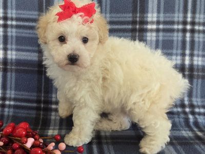 Super Sweet Miniature Poodle Puppy