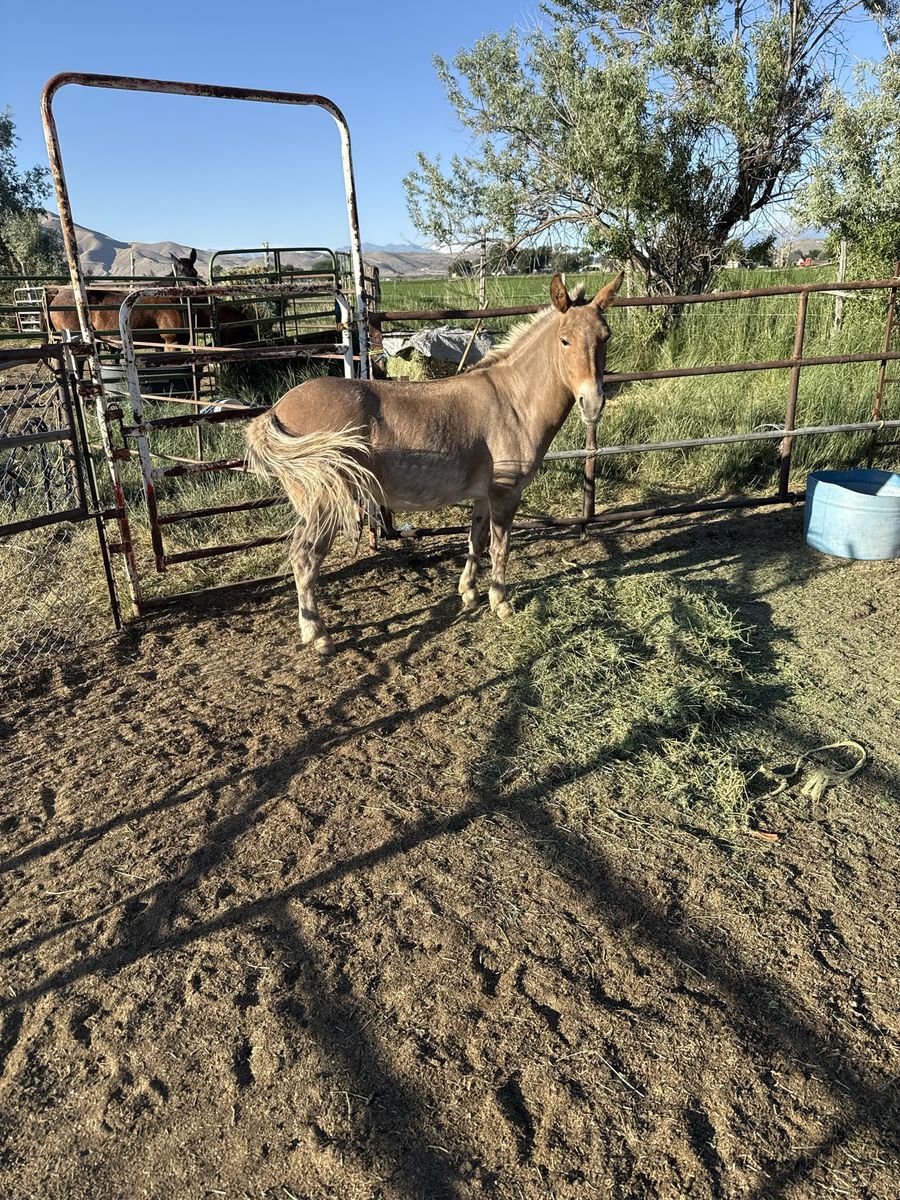 5 yo John mule