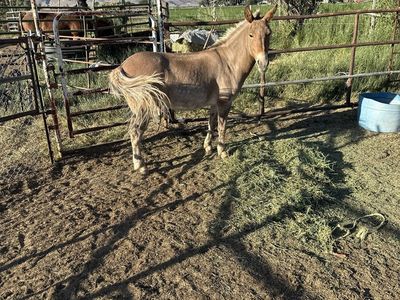5 yo John mule