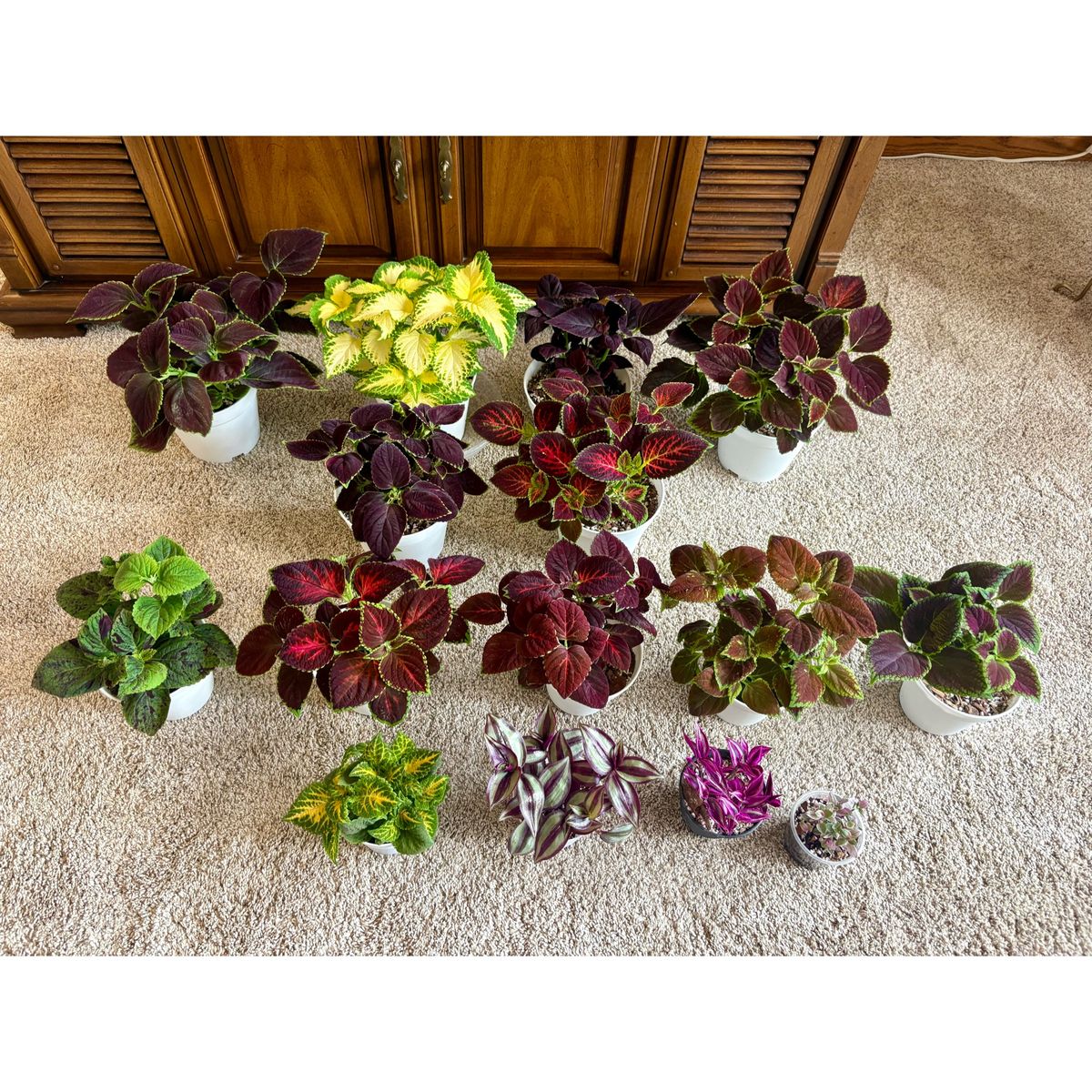 Assorted indoor house plants- tradescantia, coleus, callisia repens