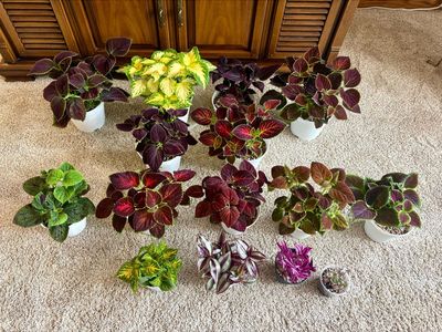 Assorted indoor house plants- tradescantia, coleus, callisia repens