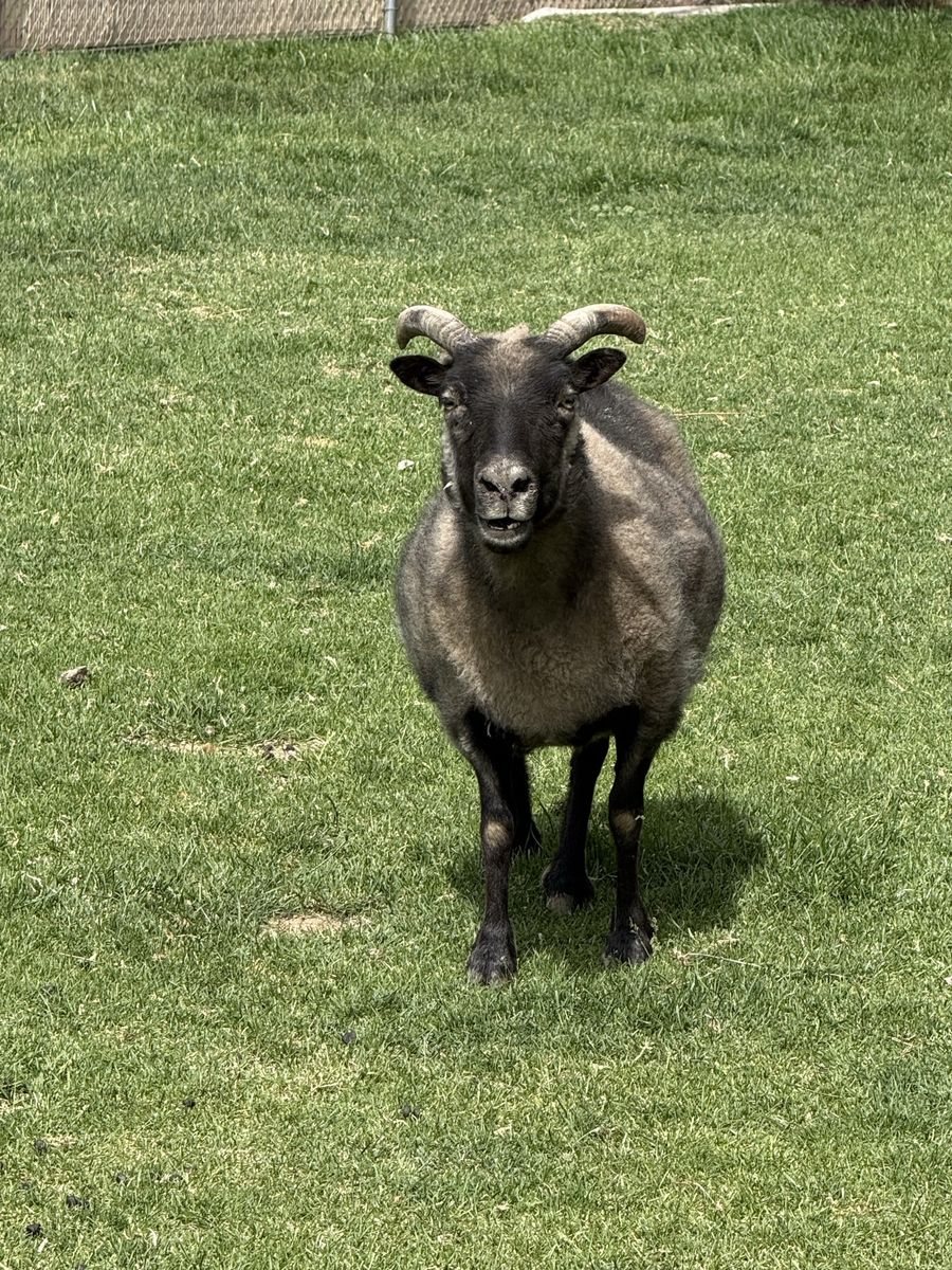 Icelandic ewes