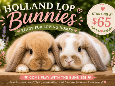 Holland Lop Bunnies Ready for Loving Homes • 20 Available • $65+ • Pleasant Grove