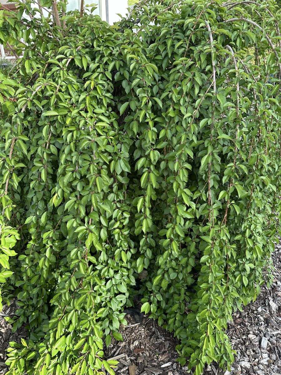 Weeping Cherry Tree - Established & Healthy Landscape Feature