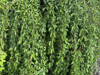 Weeping Cherry Tree - Established & Healthy Landscape Feature