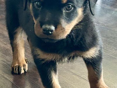 AKC ROTTWEILER PUPPY 1 FEMALE LEFT