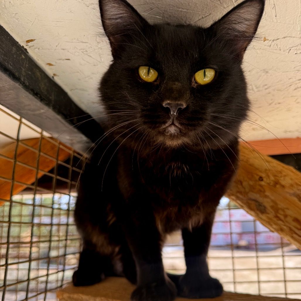 Hello my name is Alfred