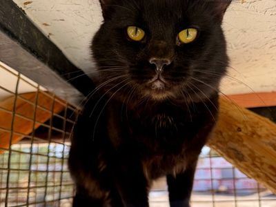 Hello my name is Alfred