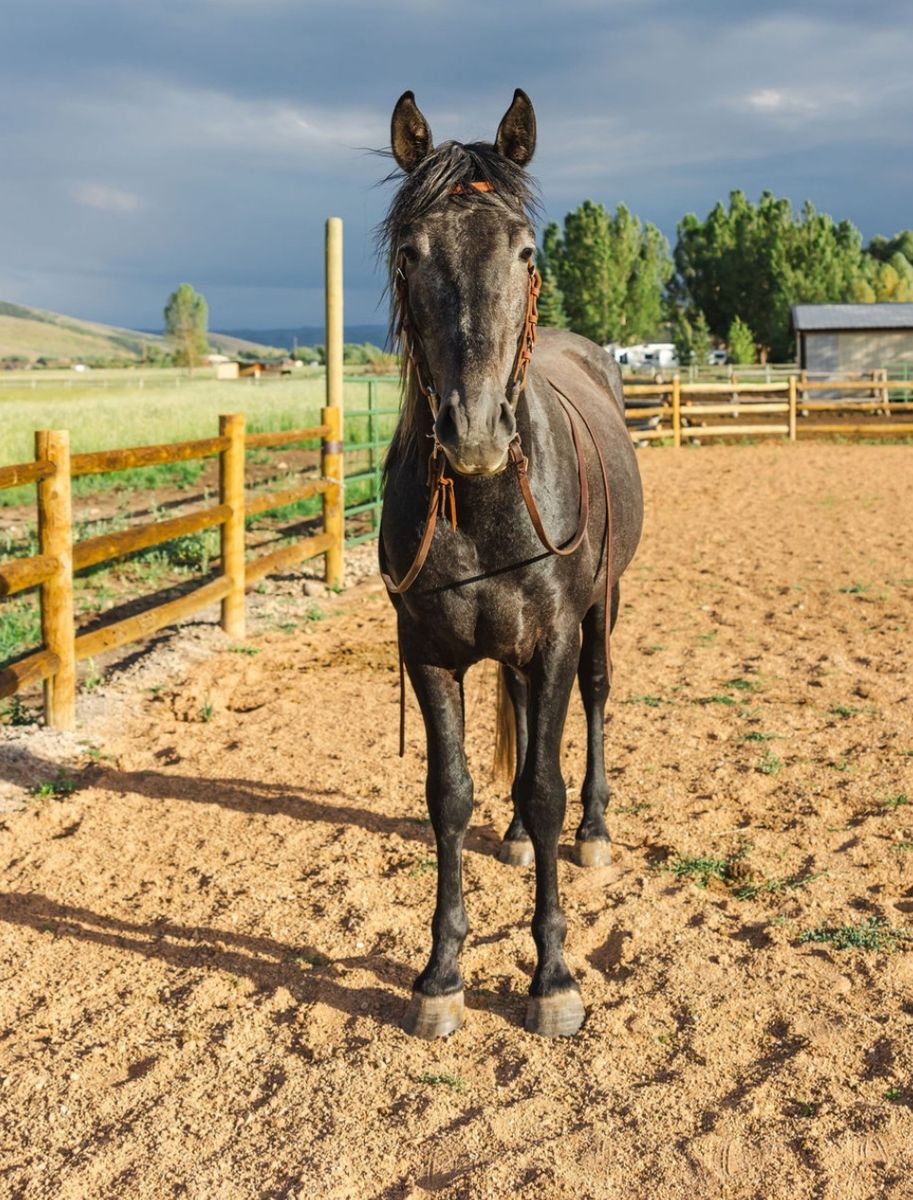 Horses for sale