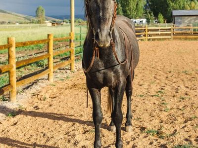 Horses for sale