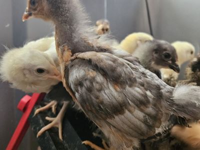Frizzle chicks