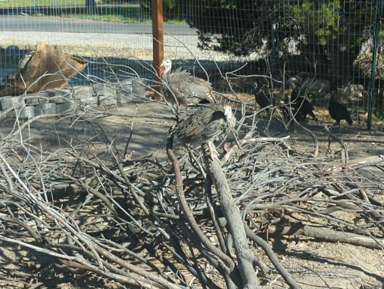 Heritage Turkey Poults