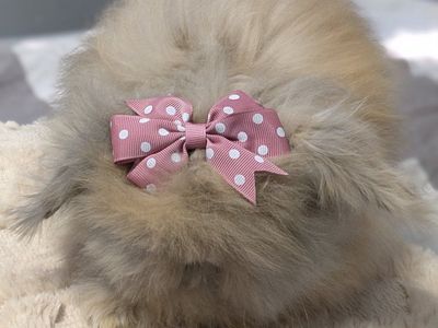 European Teddywidder Does