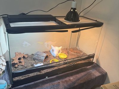 Zoo Med Reptile Terrarium Tank Setup with Lighting and Accessories