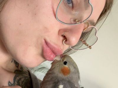 Pet Cockatiel - Gray and White Feathering with Orange Cheeks