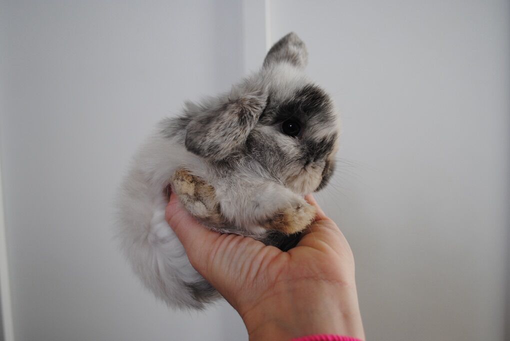 Holland Lop Buck