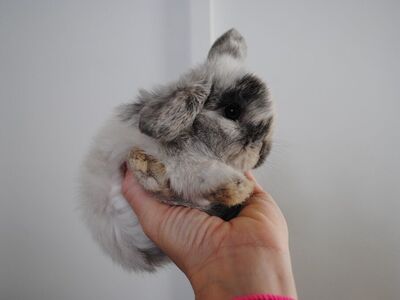 Holland Lop Buck