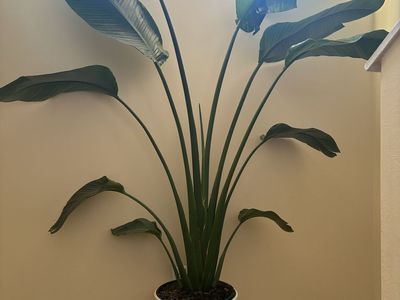 Large Bird of Paradise Houseplant in White Planter -