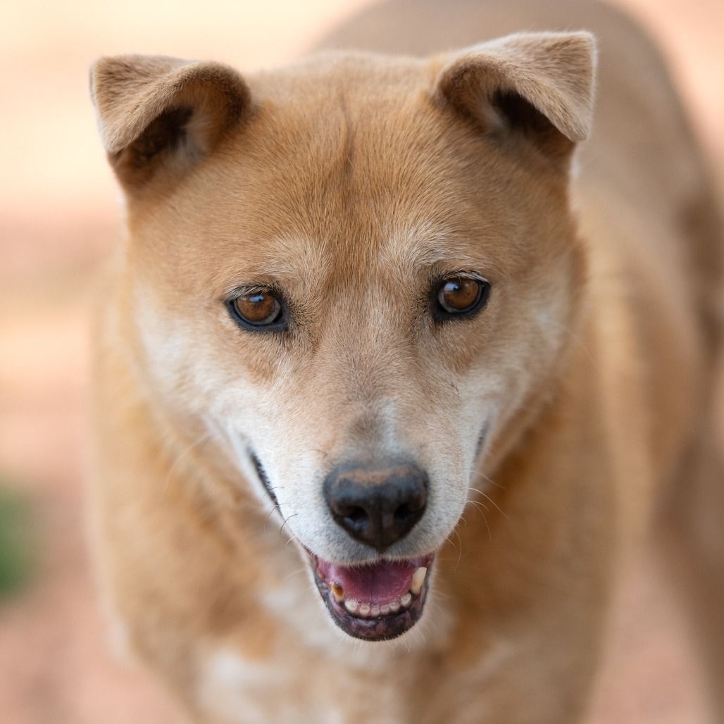 Hello my name is Prairie Dawn