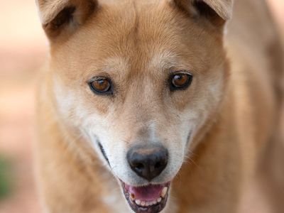 Hello my name is Prairie Dawn