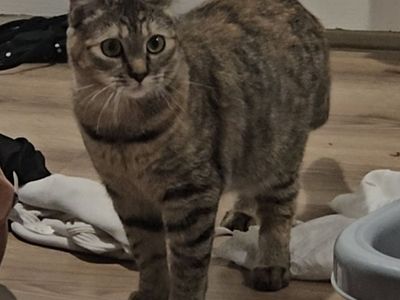 Kitten needs a Home