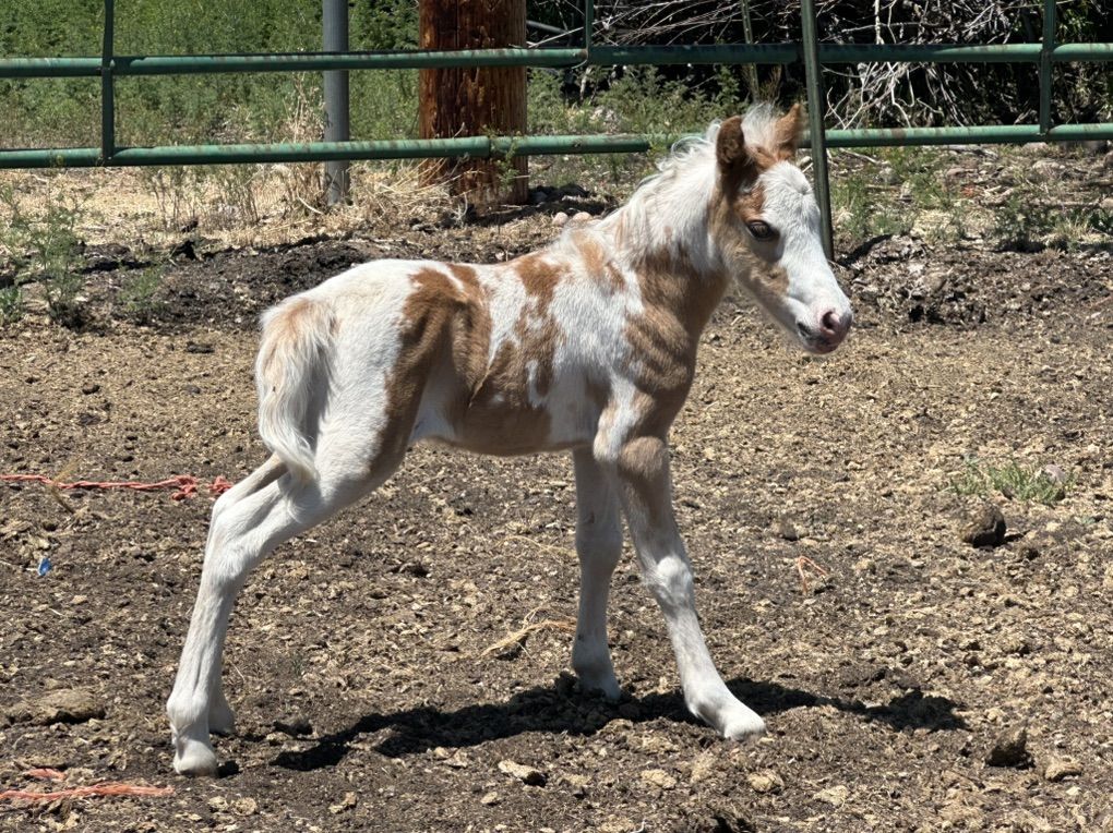 Miniature Yearling Filly