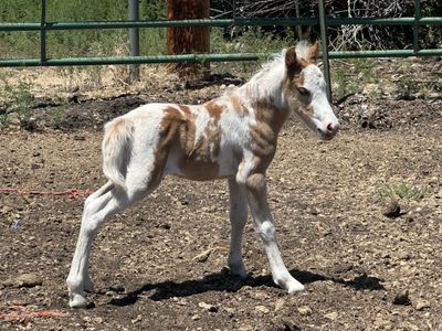 Miniature Yearling Filly