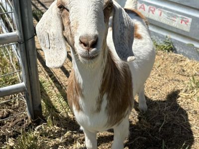 Yearling % Boer Doe