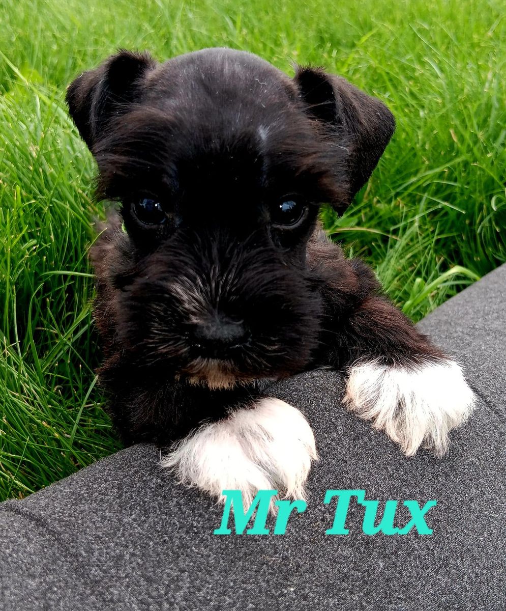 Miniature Schnauzer Mr Tux