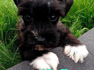 Miniature Schnauzer Mr Tux