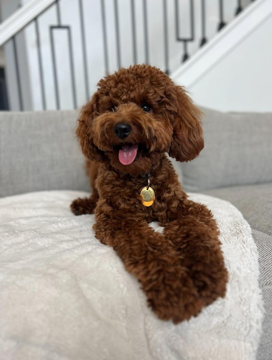 Poe - 15lb. -/- Multigen Toy Goldendoodle Stud