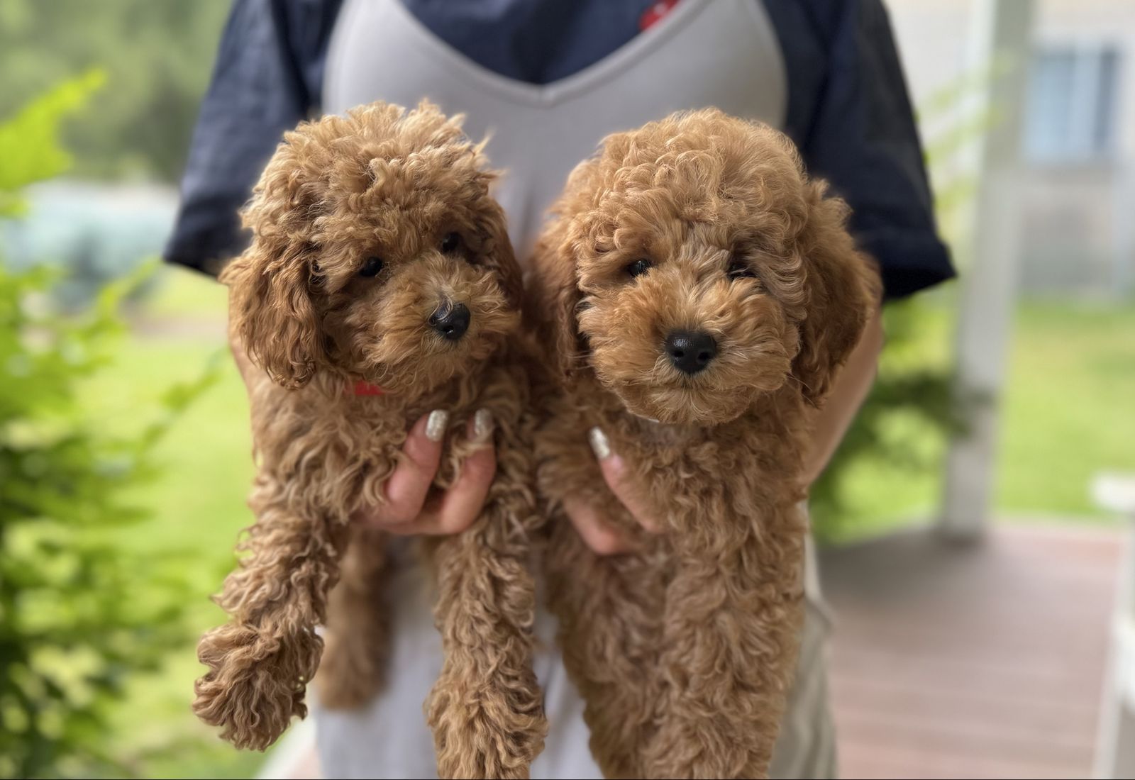 Red Maltipoo Toy Poodle mix