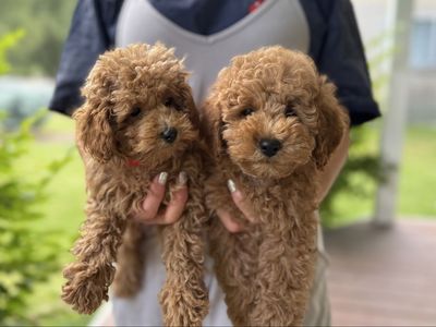 Red Maltipoo Toy Poodle mix