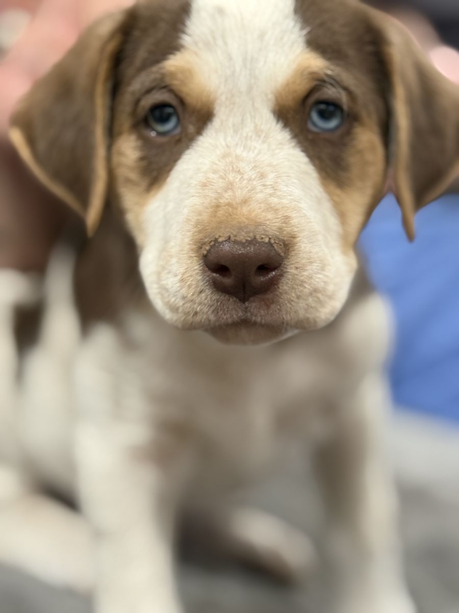 Blue and green eyed puppies for sale