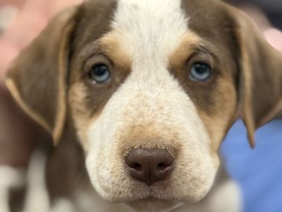 Blue and green eyed puppies for sale