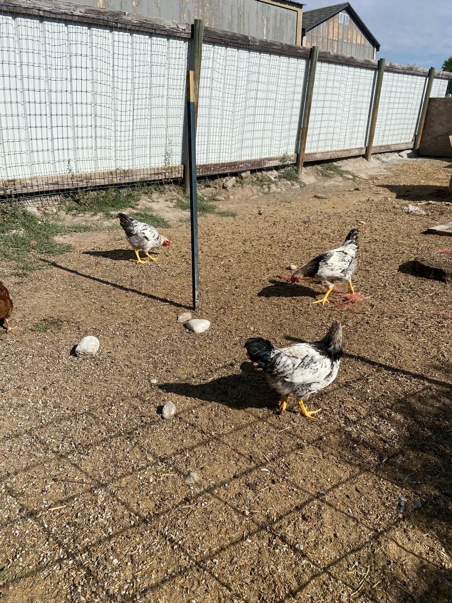 Silver laced Wyandotte x RIR Roosters