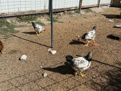 Silver laced Wyandotte x RIR Roosters