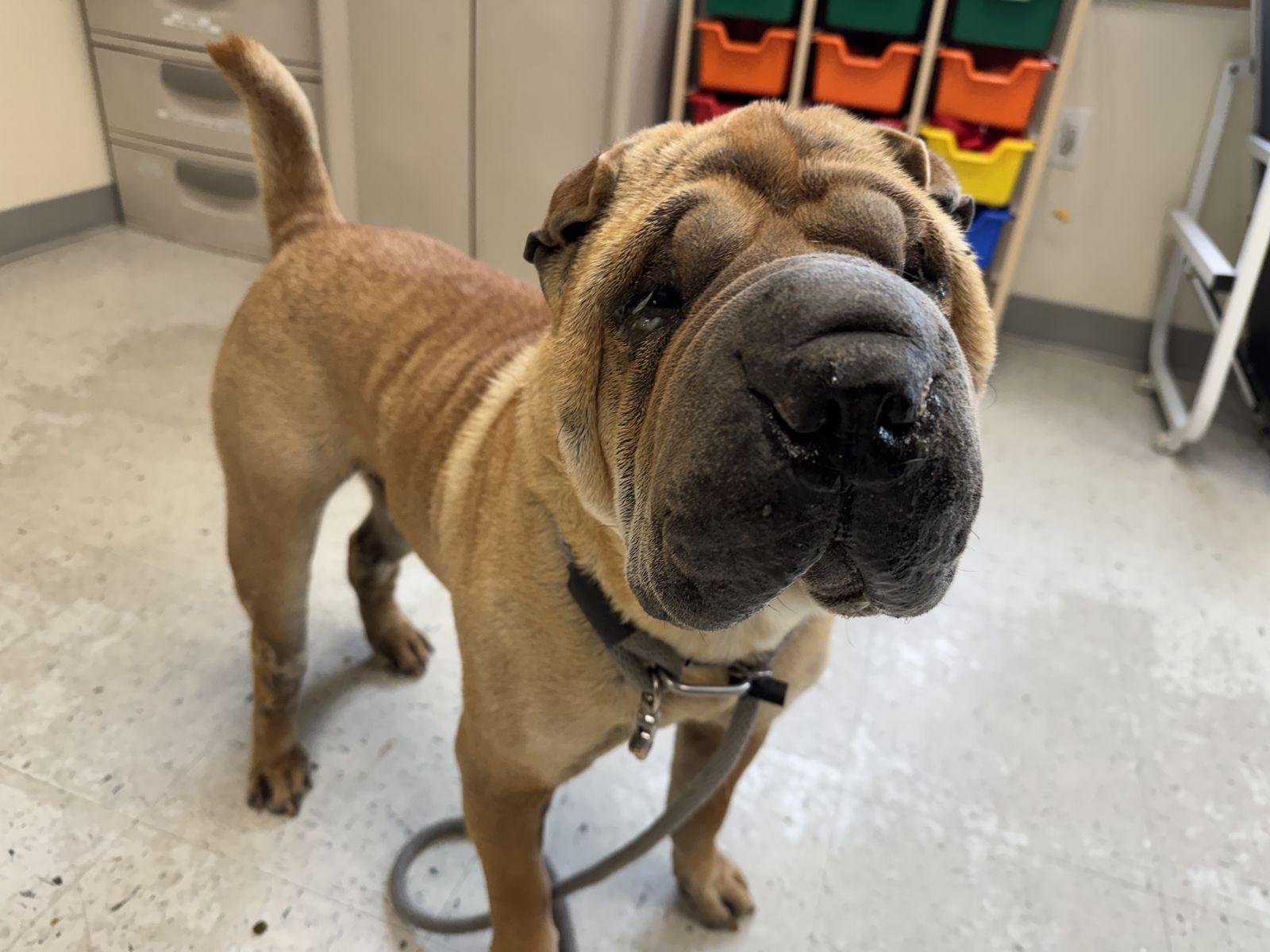 A162304 Keller is Available for Adoption!