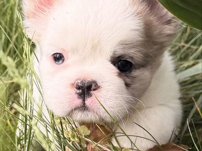 Fluffy French Bulldog Puppies AKC