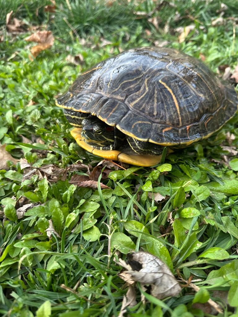 Meko the Red Eared Slider Turtle