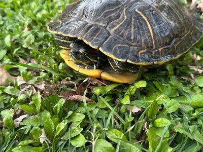 Meko the Red Eared Slider Turtle