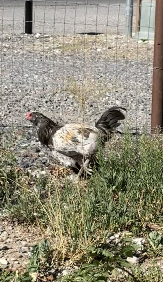 Free 6 month old Rooster