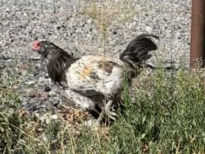 Free 6 month old Rooster