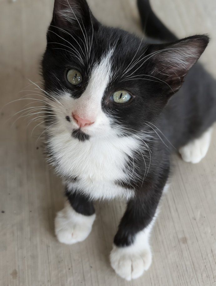 Adorable Kittens for Adoption - Playful & Loving Companions
