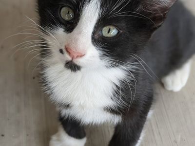 Adorable Kittens for Adoption - Playful & Loving Companions