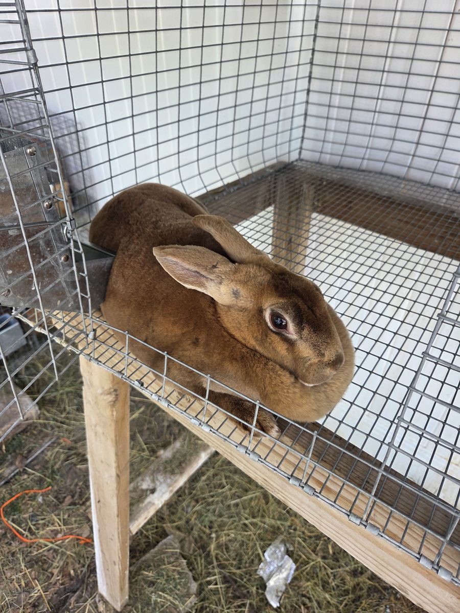 Meat rabbits