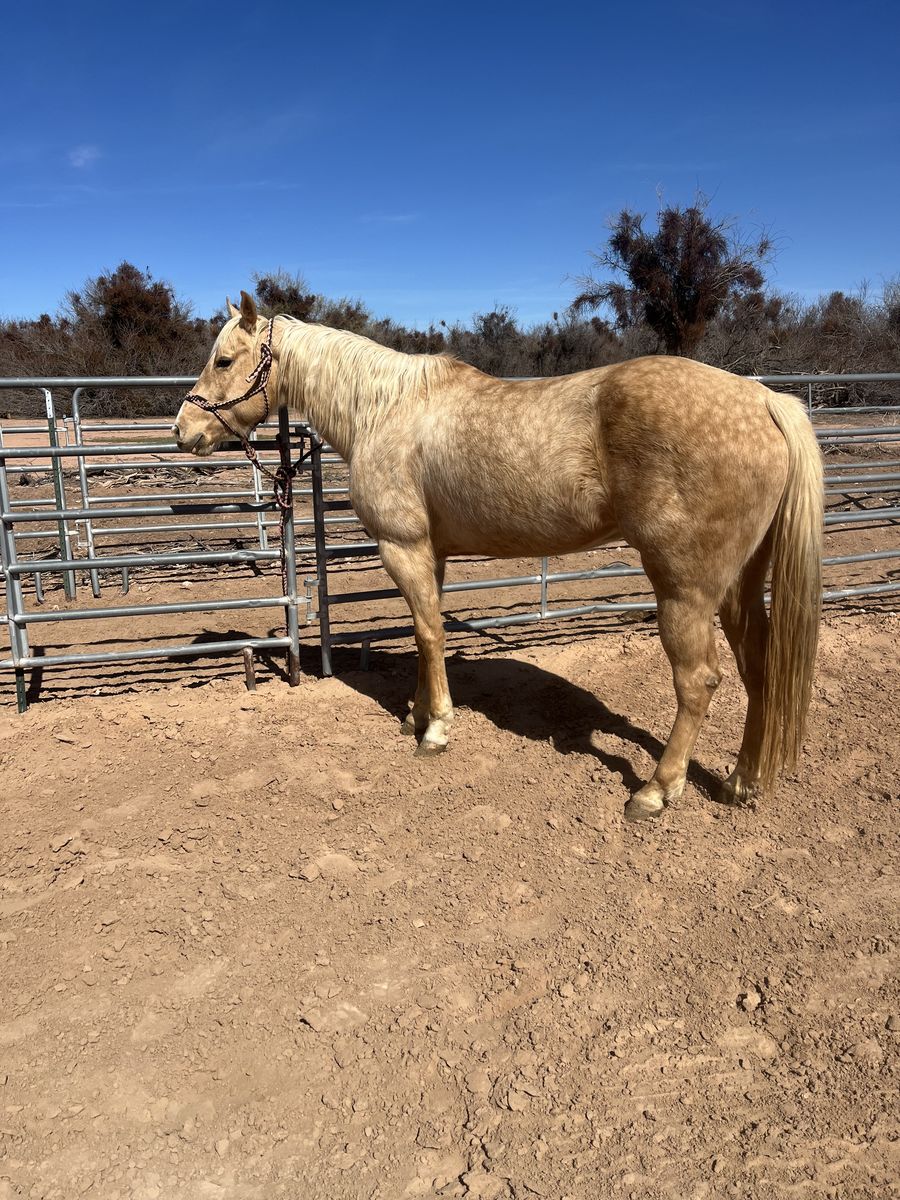 2019 Aqha palomino mare