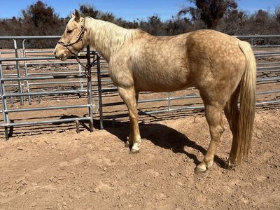 2019 Aqha palomino mare
