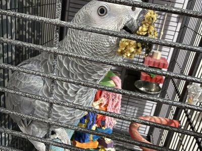Congo African Grey